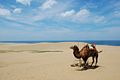 Tottori Sand Dunes