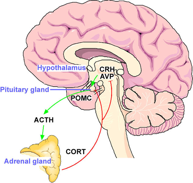 File:Hypothalamo–pituitary–adrenal (HPA) stress axis.jpg